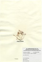 藏品(傘房龍鬚菜)的圖片